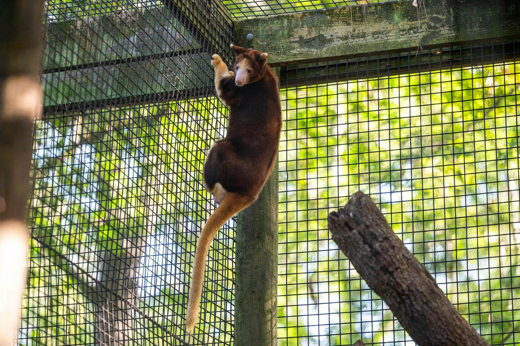 Adelaide, Santa Fe Teaching Zoo’s tree kangaroo, crawls around in her enclosure, Monday, Sept. 28, 2026, in Gainesville, Fla.