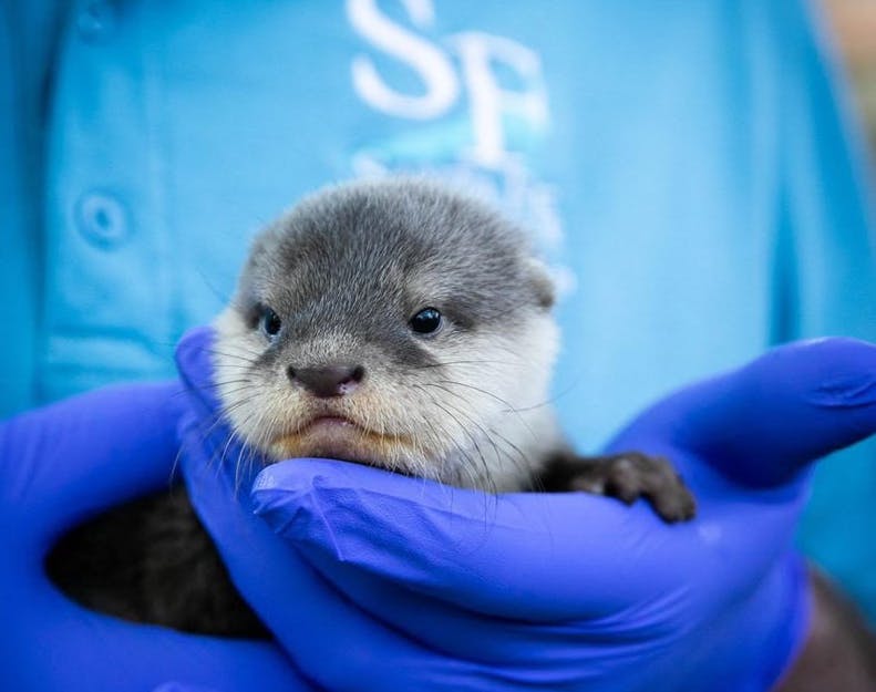 A zookeeper holds a new Asian small-clawed otter pup at the Santa Fe College Teaching Zoo.