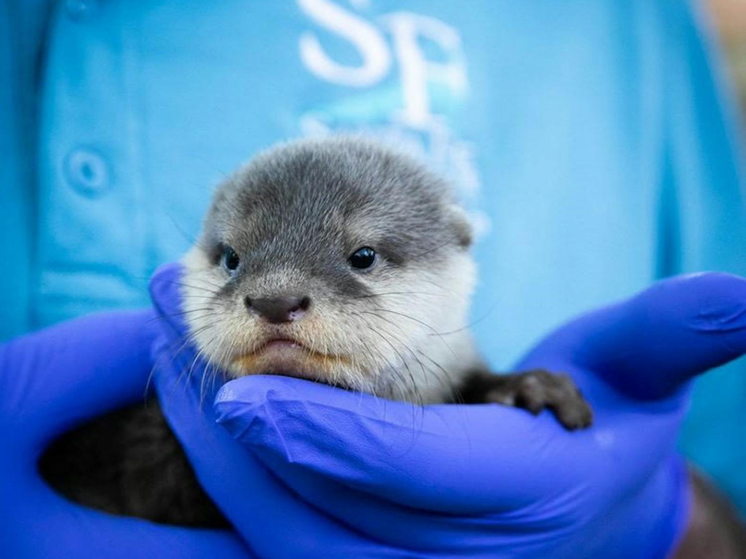 A zookeeper holds a new Asian small-clawed otter pup at the Santa Fe College Teaching Zoo.