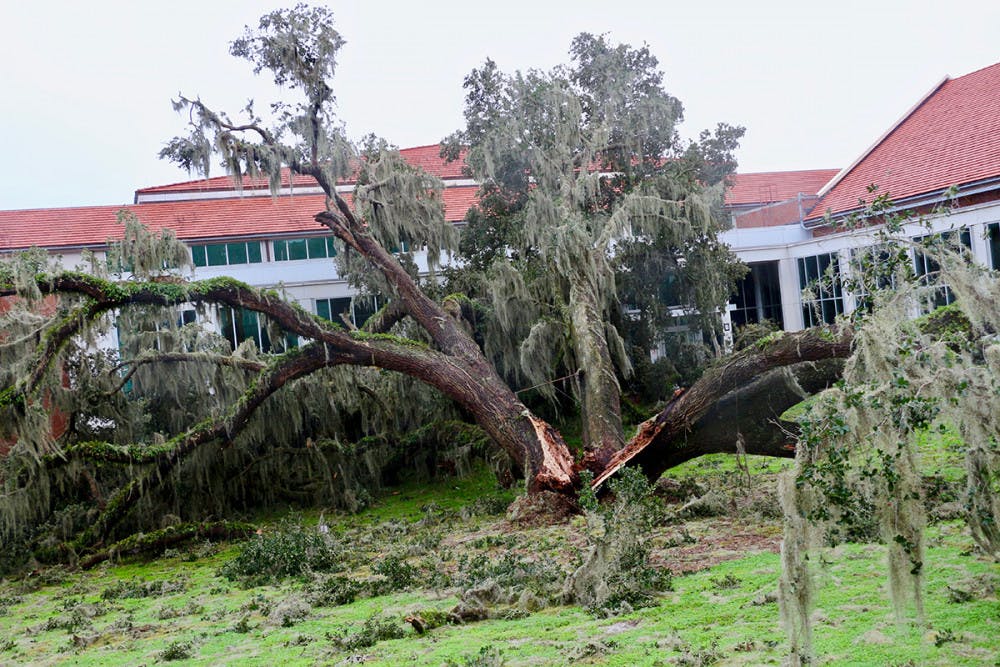 <p>The tree that was in front of UF's New Physics Building was split after Hurricane Irma passed through Gainesville. This tree was one of oldest live oaks on campus, living for more than century, according to the Physics Department website. </p>