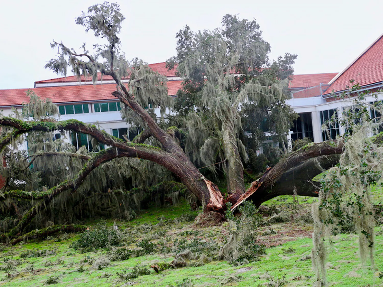 The tree that was in front of UF's New Physics Building was split after Hurricane Irma passed through Gainesville. This tree was one of oldest live oaks on campus, living for more than century, according to the Physics Department website.
