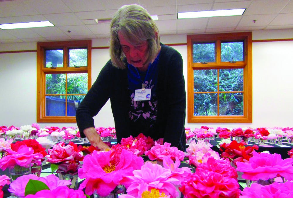 <p>Gainesville Camellia Society member Linda Green helps set up the cards placed by entry flowers. More than 1,000 camellias were entered.</p>