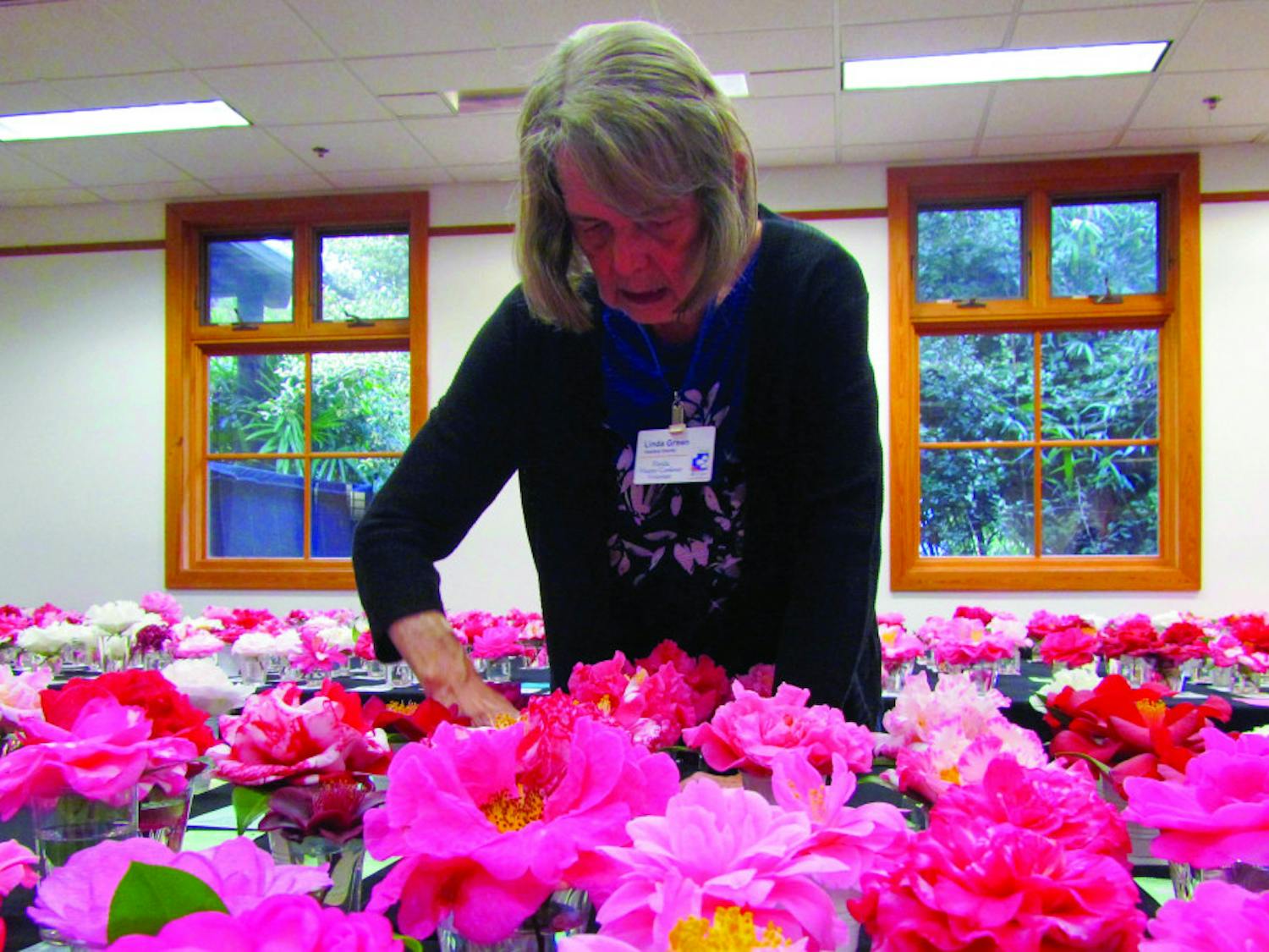 Gainesville Camellia Society member Linda Green helps set up the cards placed by entry flowers. More than 1,000 camellias were entered.