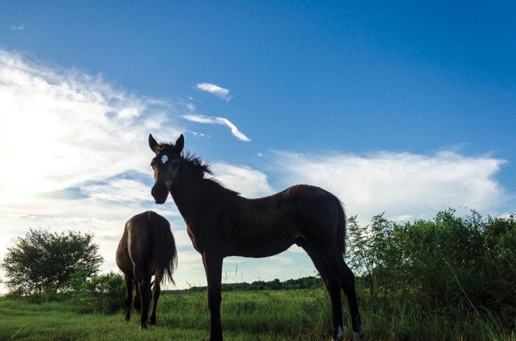According to a report co-researched by UF professor Madan Oli on a national committee, wild horses like these ones photographed on Paynes Prairie could cost United States taxpayers about $1 billion by 2030 if federal management approaches don’t change.