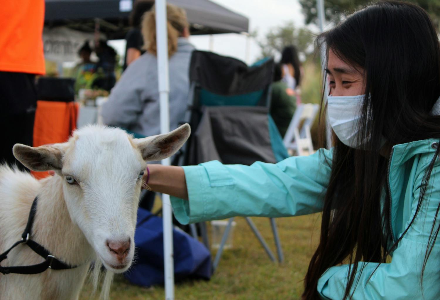 He Zheng pets a goat, one of the numerous farm animals at the Farm Bureau Food and Agriculture Festival on Saturday, Nov. 20, 2021. 