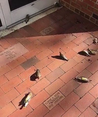 Birds lying dead outside of a UF building. UF experts have tracked the deaths of birds migrating to South America, which fly into buildings on campus.
&nbsp;