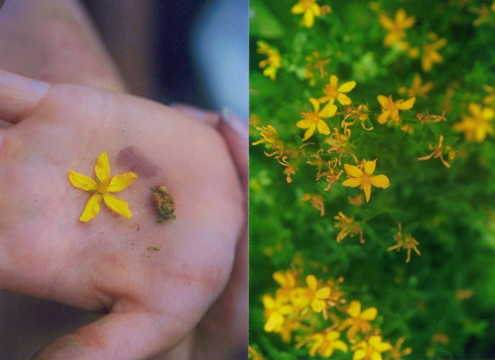 St. John’s Wort
