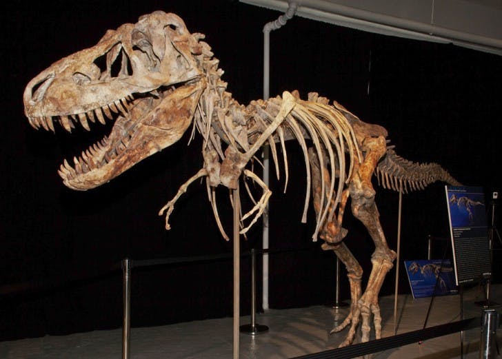 An image from documents released from the U.S. Attorney's office, Monday, June 18, 2012 shows the fossil of a Tyrannosaurus bataar dinosaur at the center of a lawsuit demanding its return to Mongolia. A lawsuit brought by the U.S. government demanded Monday June 18, 2012, the fossil be turned over to the United States by an auction house so that it can be returned to its home in Mongolia. (AP Photo/U.S Attorney Office for the Southern District of New York, Handout)