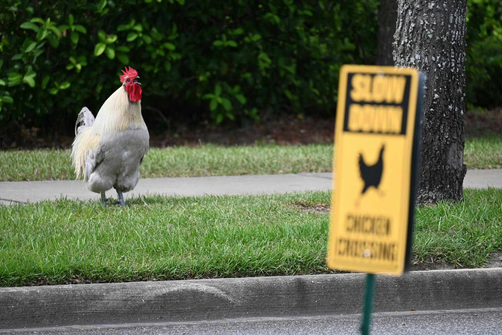 Dawg the rooster has forced chicken crossing signs to go up at the four-way between the fire station and Walmart in Gainesville, Fla.
