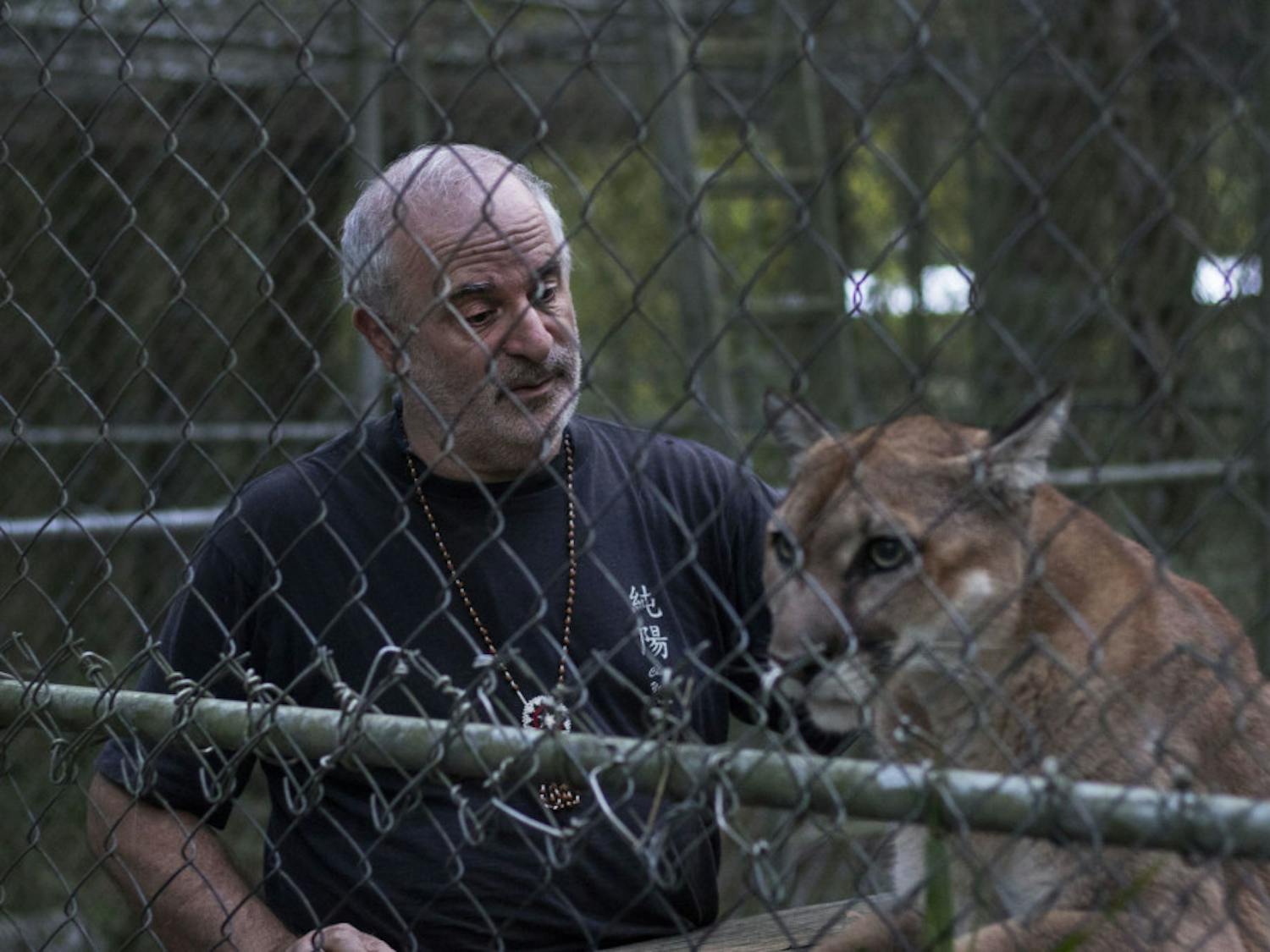 Bruce Capin strokes Kuwa, one of the three cougars living in the sanctuary at his home, Monday evening after bringing her some grass to eat. Capin said he has had the sanctuary for 20 years and that he takes in cougars that were mistreated or neglected so that they can live out the rest of their lives.