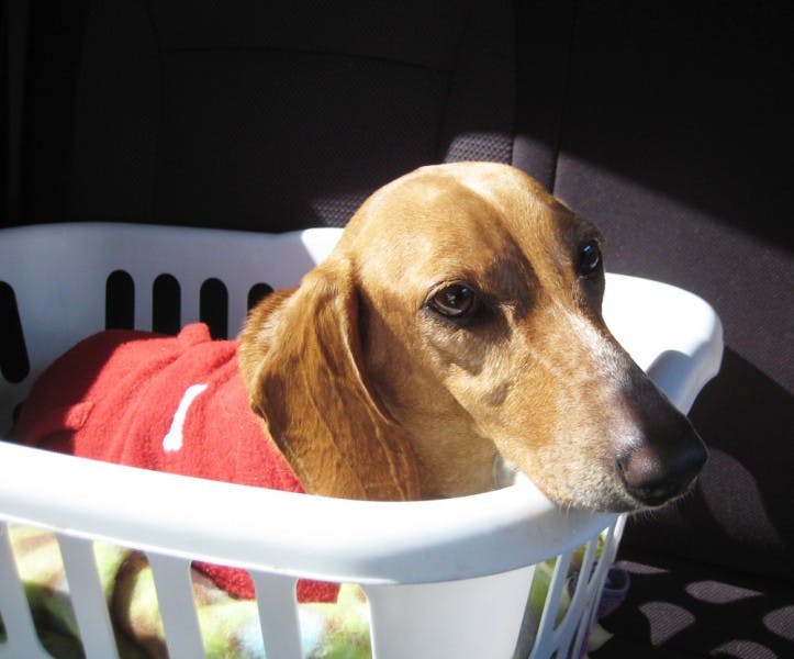 After being scheduled to be put down on Dec. 22, Vixen, a 4-year-old dachshund, found a home with a foster family in Gainesville.