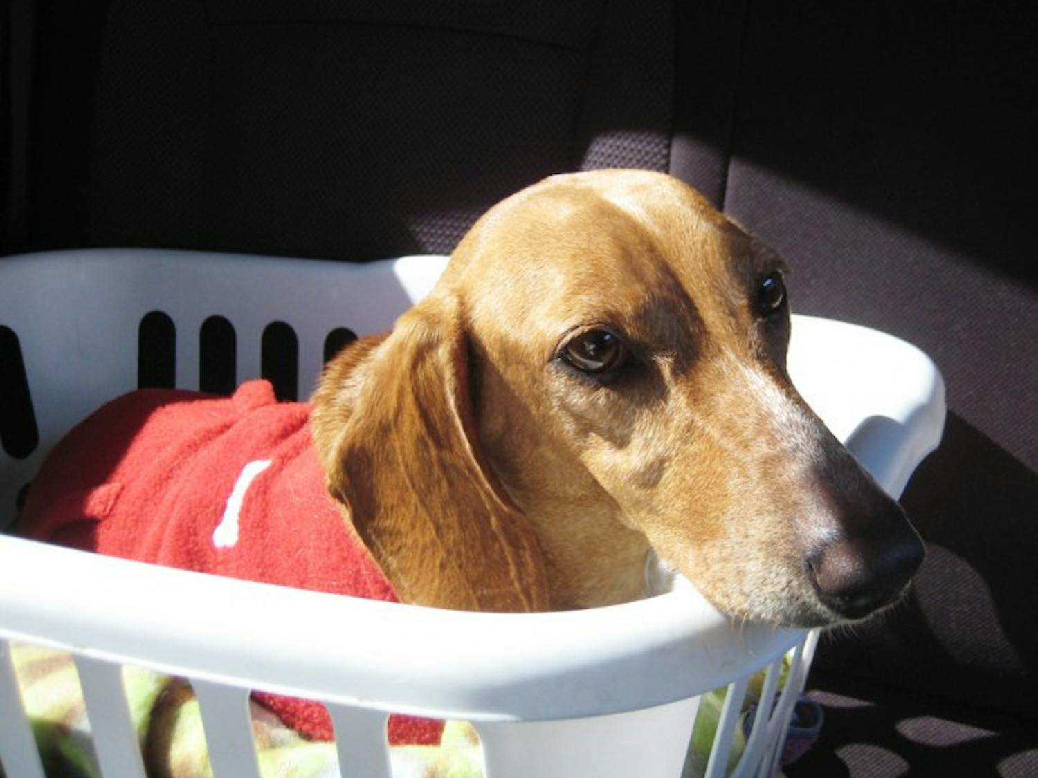 After being scheduled to be put down on Dec. 22, Vixen, a 4-year-old dachshund, found a home with a foster family in Gainesville.