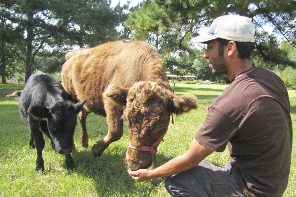 <p class="p1">Swallowtail Farms founder Noah Shitama feeds grain to 2-year-old Dexter cow Grainne and her calf, 4-month-old Brie, on Monday. The two will be part of the farm’s new creamery set to open in early 2015. See story on page 3.</p>