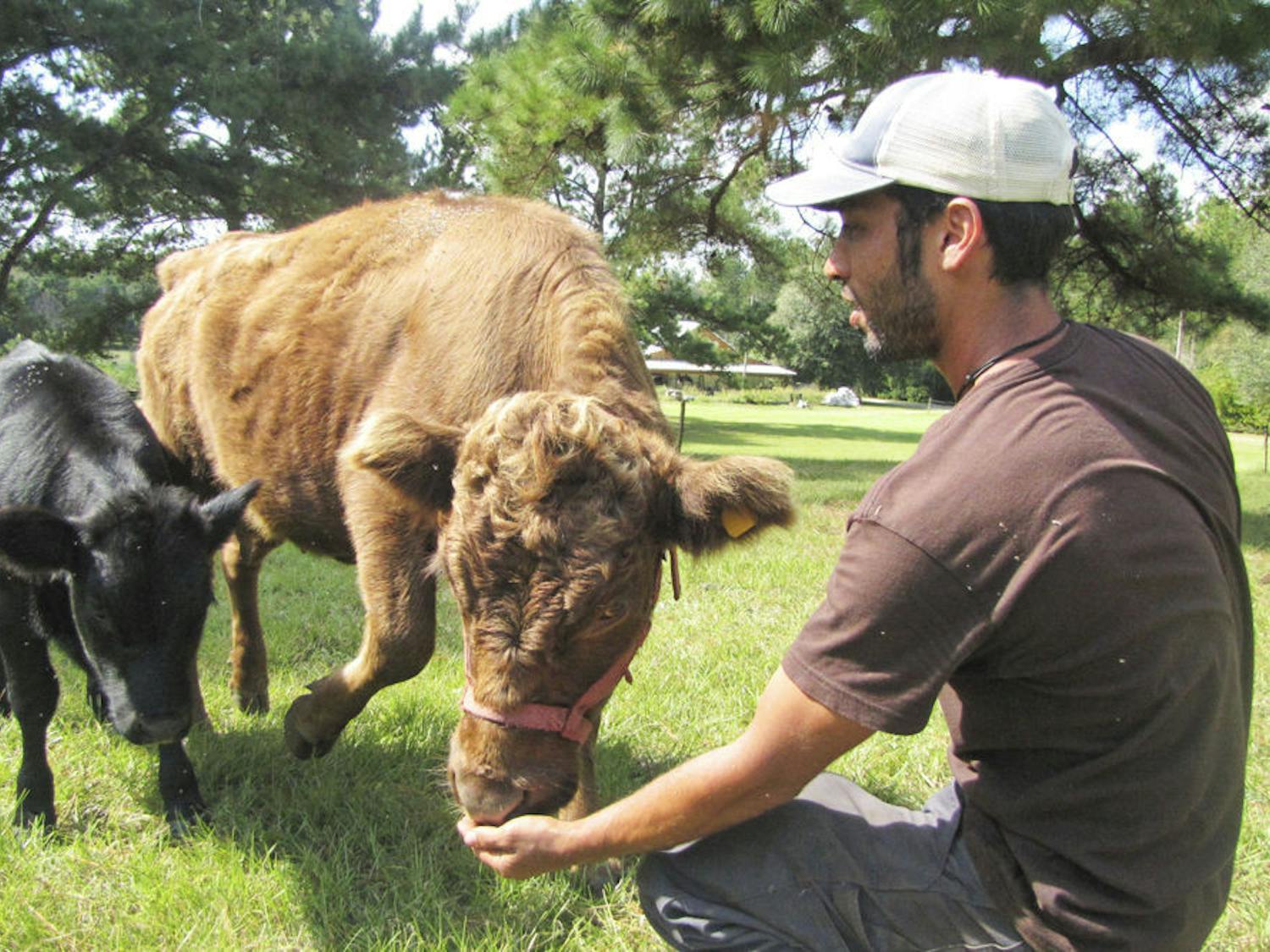 Swallowtail Farms founder Noah Shitama feeds grain to 2-year-old Dexter cow Grainne and her calf, 4-month-old Brie, on Monday. The two will be part of the farm’s new creamery set to open in early 2015. See story on page 3.