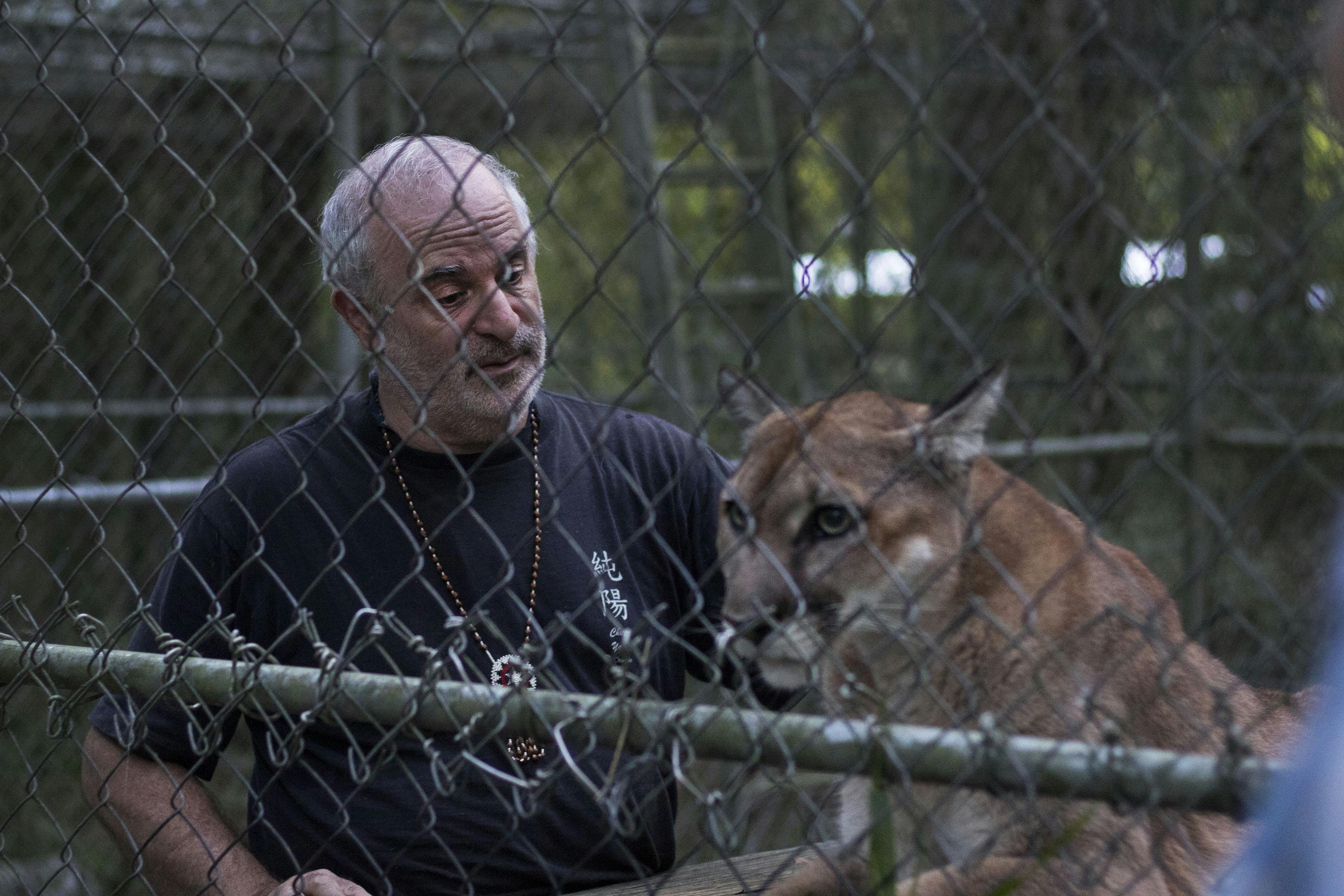 Bruce Capin strokes Kuwa, one of the three cougars living in the sanctuary at his home, Monday evening after bringing her some grass to eat. Capin said he has had the sanctuary for 20 years and that he takes in cougars that were mistreated or neglected so that they can live out the rest of their lives.