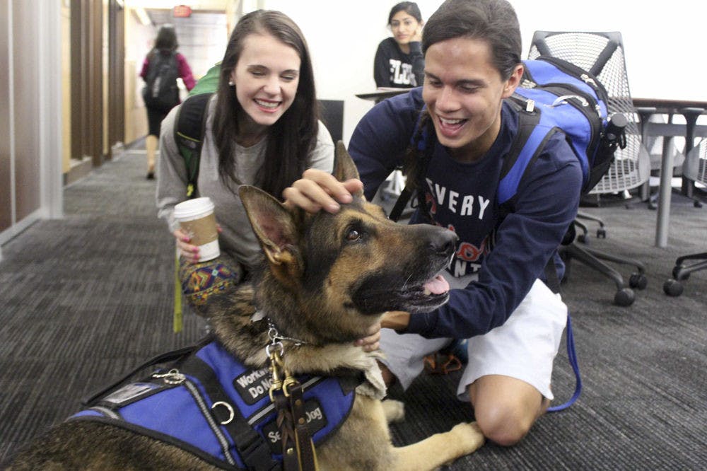 Paige Butz and Jason Feliciano, both 20-year-old public relations juniors, play with Zeus the service dog on the second floor of Library West on Wednesday. Zeus visited studying students for Finals Relaxation Week.