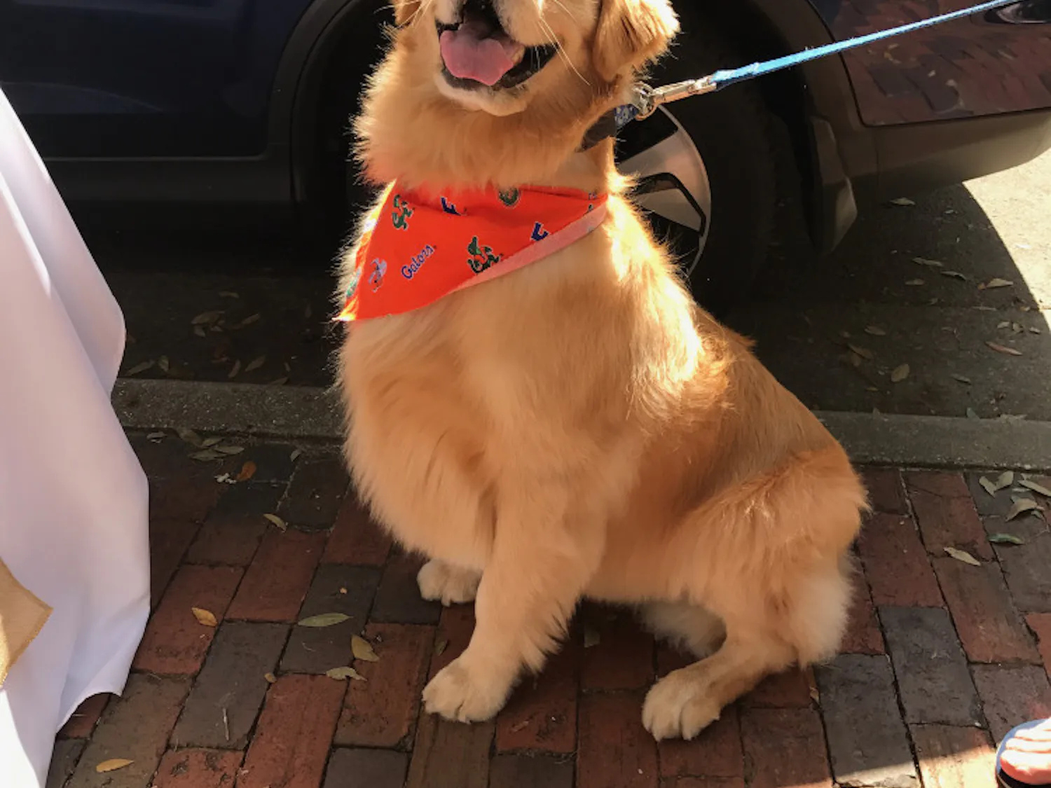 Katie Davis’ golden retriever, Oakley, poses after winning best trick at Sweet Paws Bakery’s 10th anniversary on Saturday. The event raised $125 for Gainesville Pet Rescue Inc. and Haile’s Angels Pet Rescue from a $5 fee collected from competition participants.