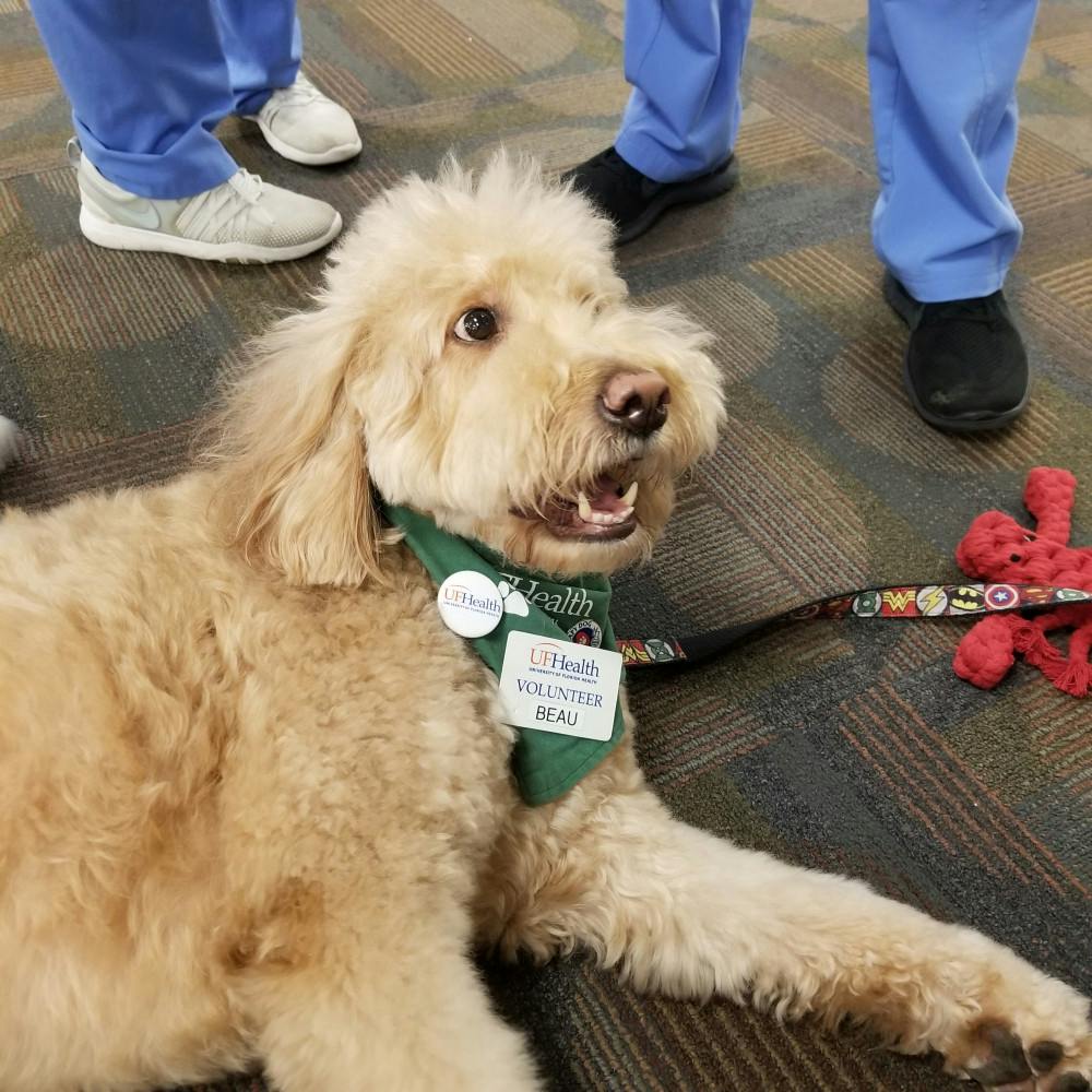 Beau, a UF Health volunteer and therapy dog, smiles while laying on the library floor. 
