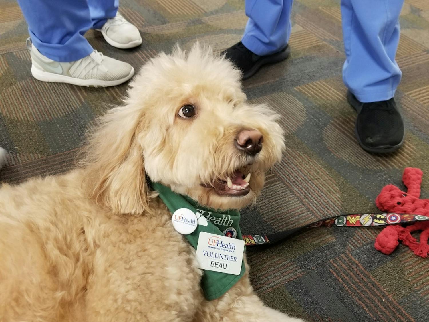 Beau, a UF Health volunteer and therapy dog, smiles while laying on the library floor.