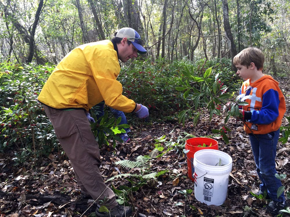 <p>Jacob Tillmann, 38, removes coral ardisia, an invasive plant species, with his son Grant Tillmann, 6, from the Evergreen Cemetery during the Great Invader Raider Rally event Saturday morning. “Grant can look at a species and say, ‘Hey, that's a bad plant,’” Tillmann said. “And that's because of these events.”</p>