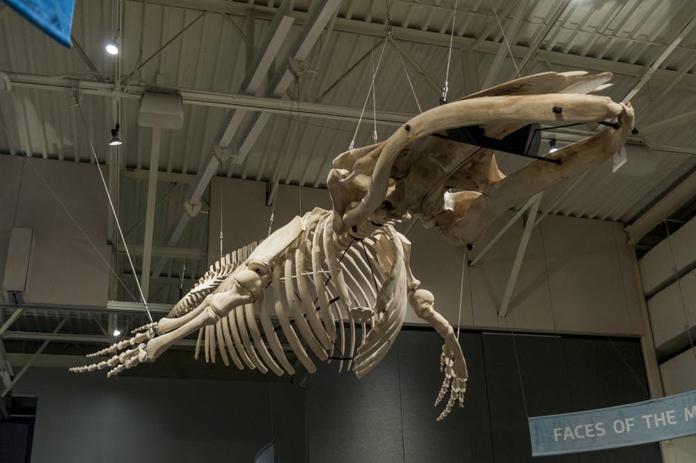 <p><span id="docs-internal-guid-ed3d5975-a732-4b59-2a65-8d6897ecaf63"><span>The completed humpback whale skeleton is ready to be unveiled at the 100th anniversary celebration of the Florida Museum of Natural History.</span></span></p>
