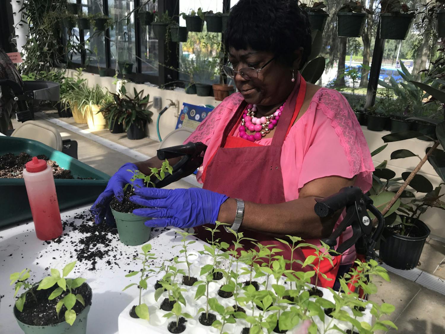 Dessie Robinson, a United States veteran and regular attendee of horticulture therapy, transfers young rabbit ear seedlings into pots. Robinson has attended the program for two semesters after hearing about it from the social work department at the VA. 