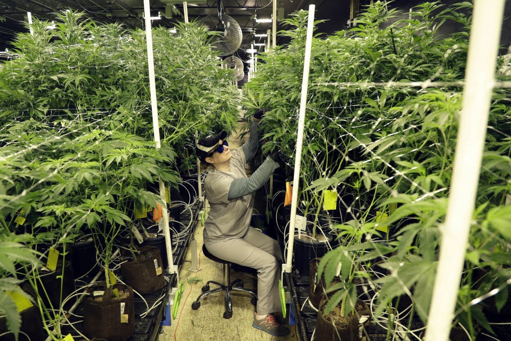 FILE - In this March 22, 2019 file photo, Heather Randazzo, a grow employee at Compassionate Care Foundation's medical marijuana dispensary, trims leaves off marijuana plants in the company's grow house in Egg Harbor Township, N.J. New Jersey legislative leaders unveiled a proposed ballot question Monday, Nov. 18, that would ask voters whether the state should legalize recreational marijuana. (AP Photo/Julio Cortez, File)