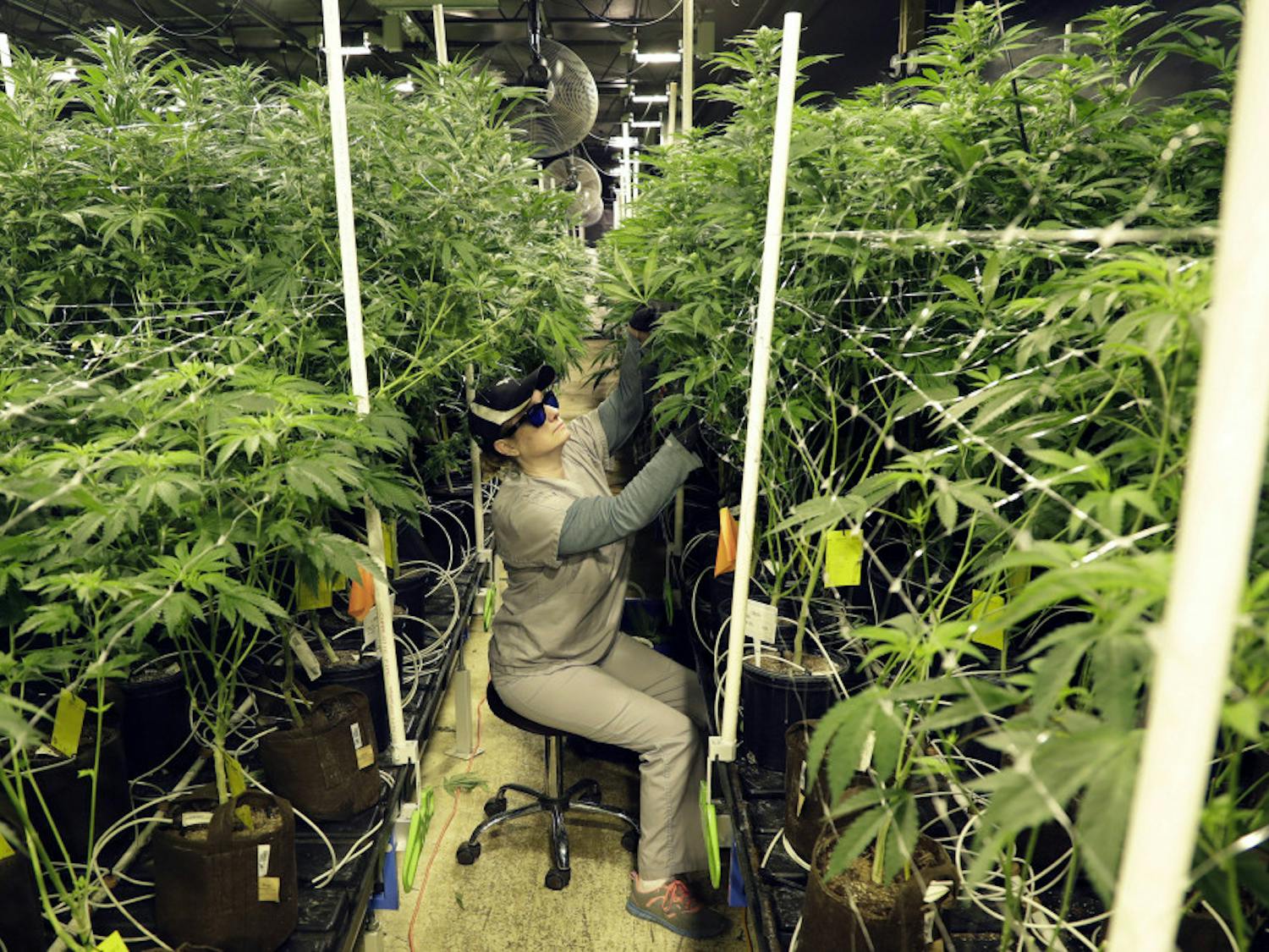 FILE - In this March 22, 2019 file photo, Heather Randazzo, a grow employee at Compassionate Care Foundation's medical marijuana dispensary, trims leaves off marijuana plants in the company's grow house in Egg Harbor Township, N.J. New Jersey legislative leaders unveiled a proposed ballot question Monday, Nov. 18, that would ask voters whether the state should legalize recreational marijuana. (AP Photo/Julio Cortez, File)