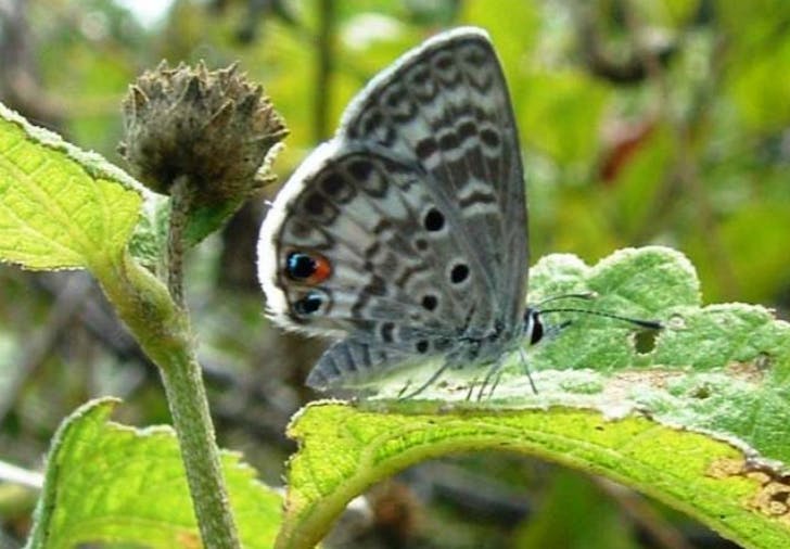 Miami blue butterfly