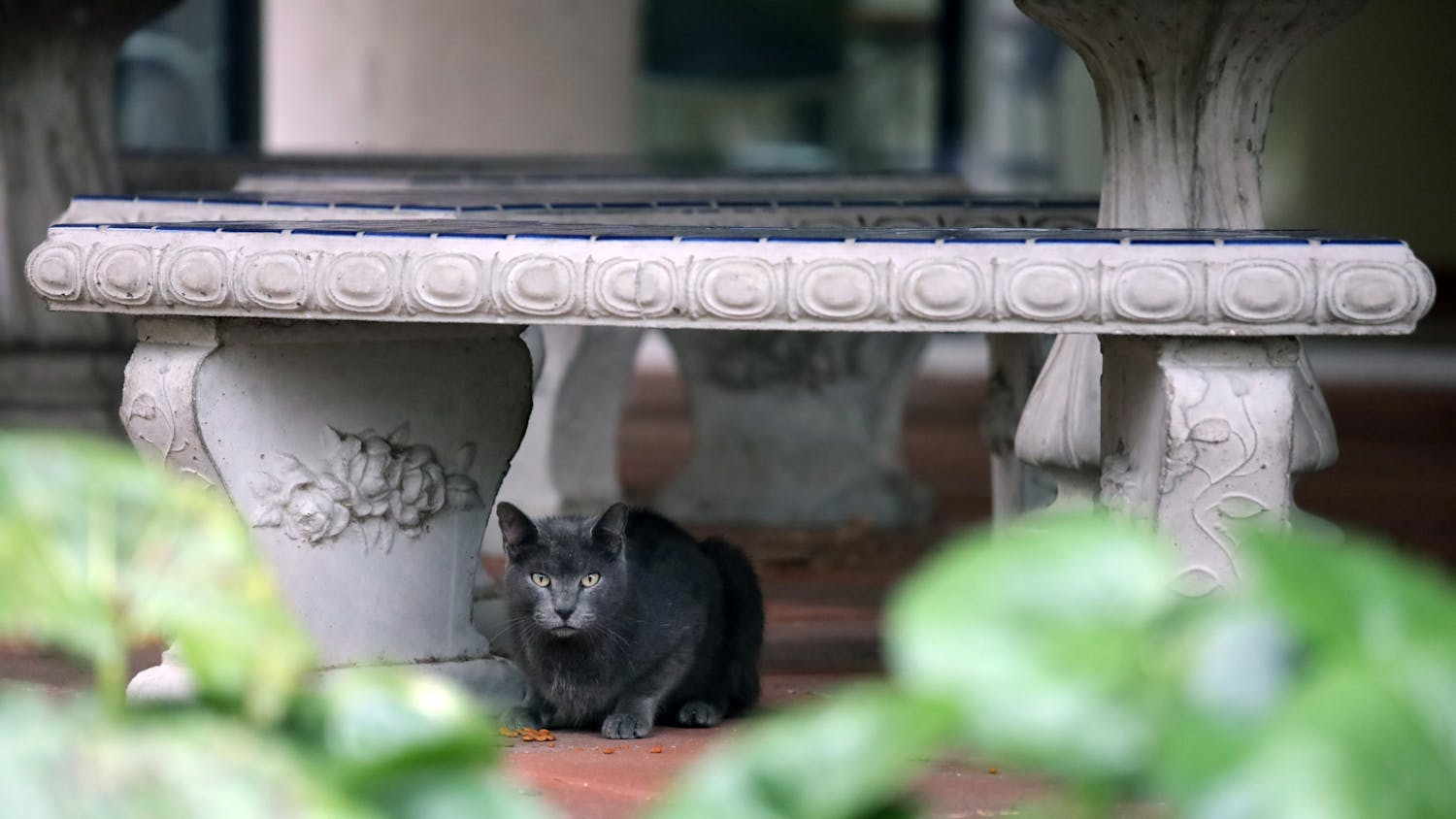 One of the many cats helped by Theresa Sumrall’s fundraiser eats food outside Friday, Nov. 11, 2022.