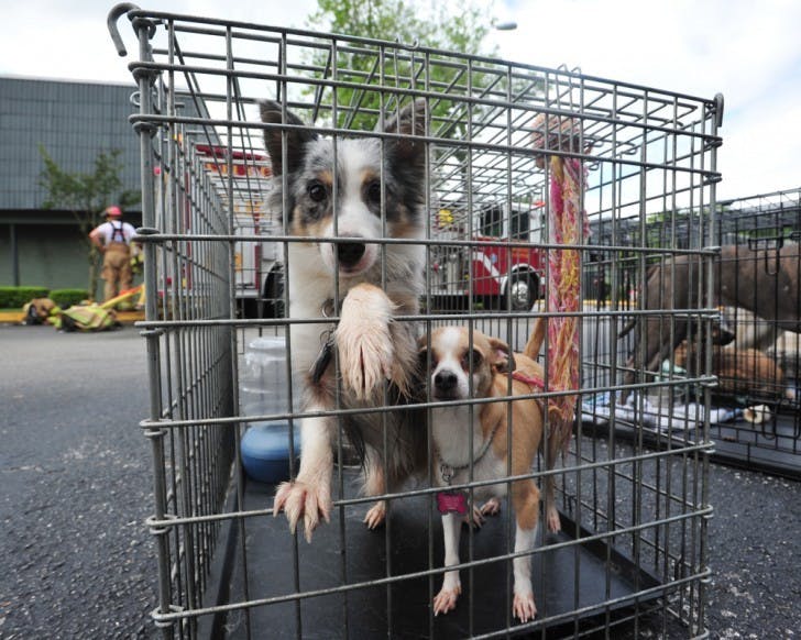 An Australian shepherd, Evee, and a Chihuahua, Cookie, wait outside of their apartment building while Gainesville Fire Rescue workers inspect the damage caused by a fire at Arbor Park Apartments on Friday morning.&nbsp;