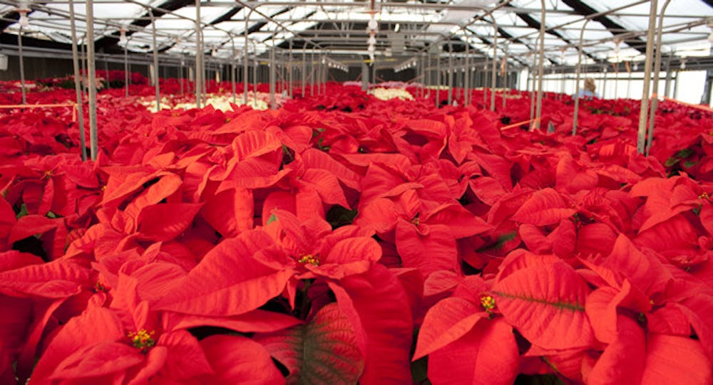 <p>The UF Environmental Horticulture Club is selling poinsettias at the greenhouses behind Fifield Hall on Thursday and Friday. It is the largest poinsettia sale in North America, according to the College of Agricultural and Life Sciences.</p>