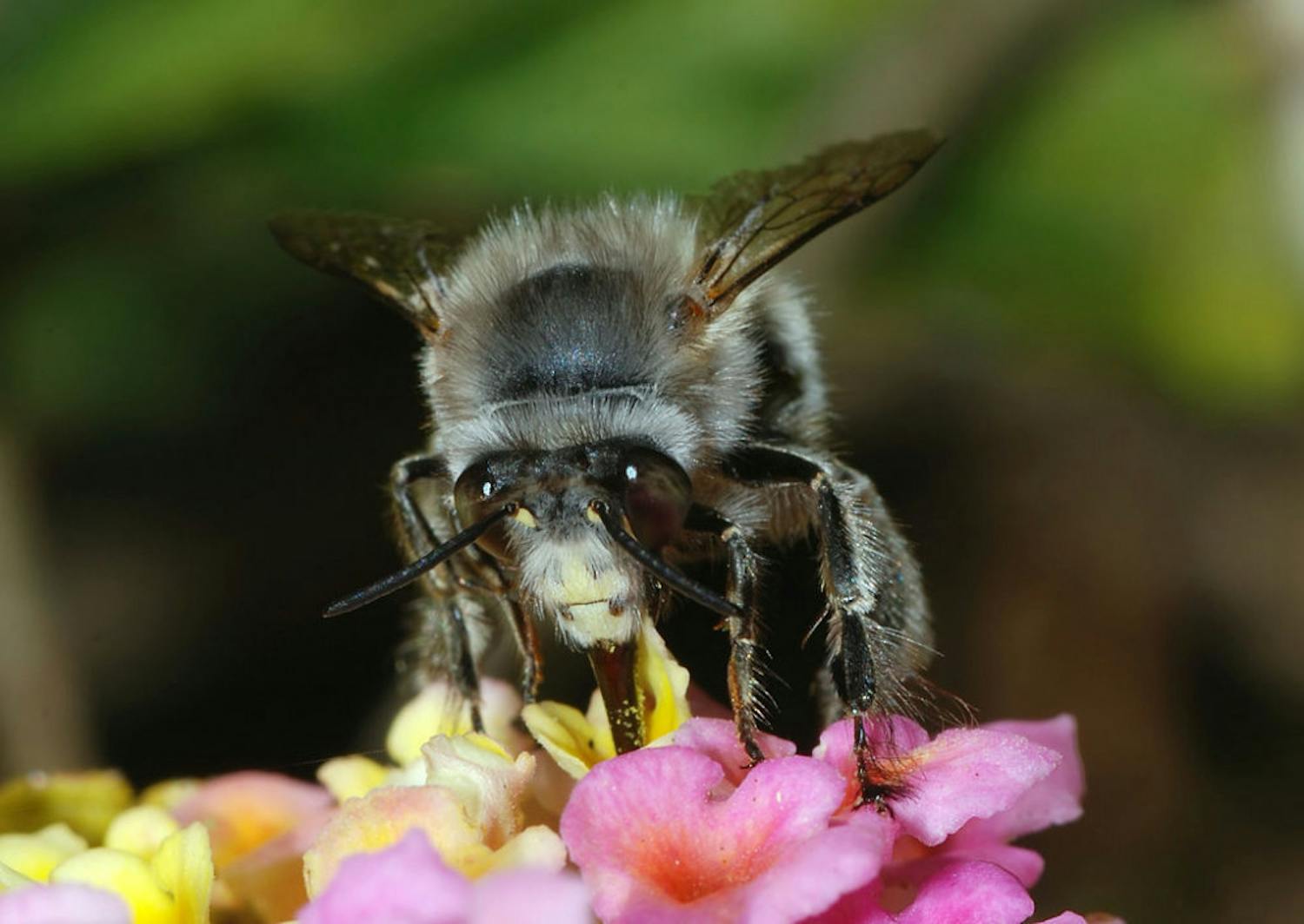 &nbsp;Anthophora plumipes a close relative to&nbsp;Anthophora abrupta or "Miner Bees"