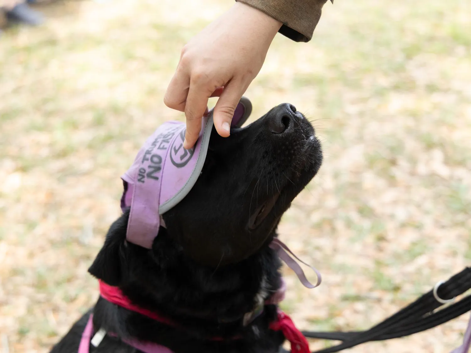 Ozzy Walters secures a hat on Myla’s head during the No Kings Protest at Cora P. Roberson Park, Saturday, March 28, 2026, in Gainesville, Fla.