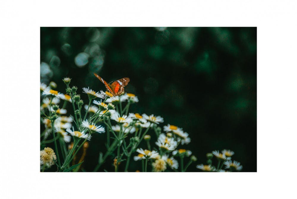 At home during the pandemic,&nbsp;Isabel Acosta, 36-year-old Gainesville resident, captures photos of foliage for her new project related to the environment.
&nbsp;
&nbsp;