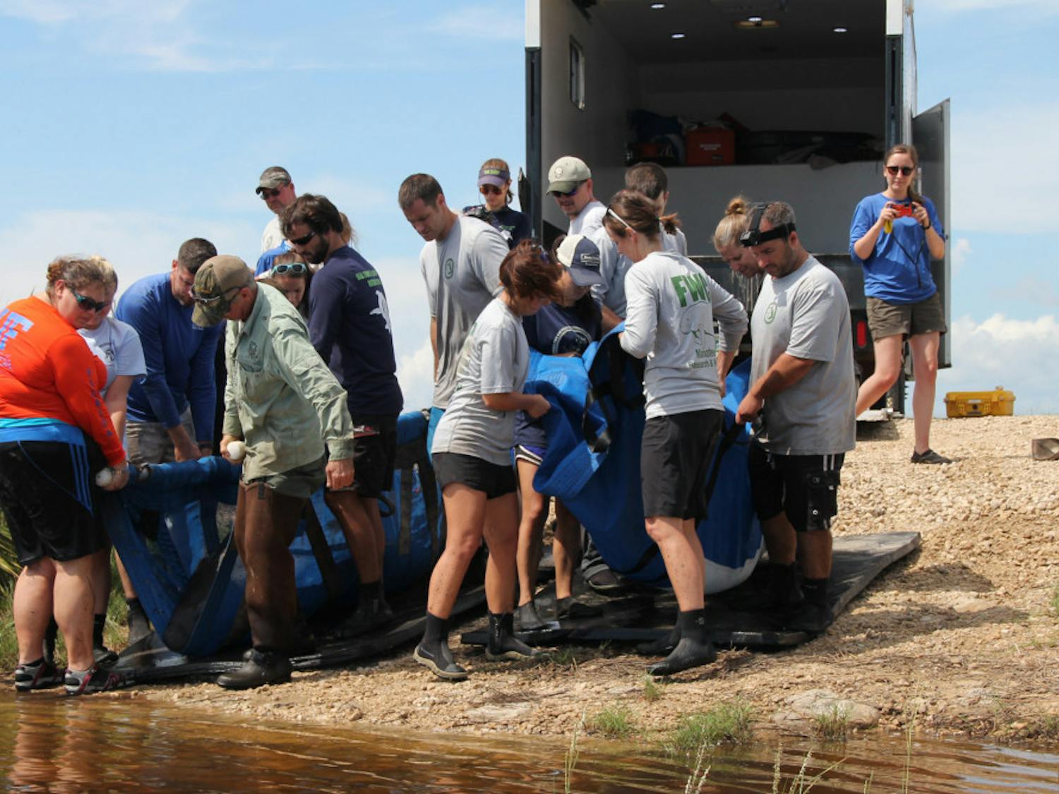 A group of volunteers rescue a manatee and her calf on Tuesday after the two animals were stuck for 26 days in the rural woodlands of Big Bend Wildlife Management Area. UF veterinary school students and professors worked with other organizations to rescue the pair. 