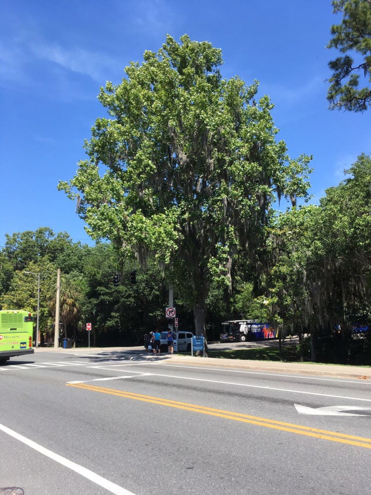 UF's moon tree is near the J. Wayne Reitz Union Bus Loop.&nbsp;