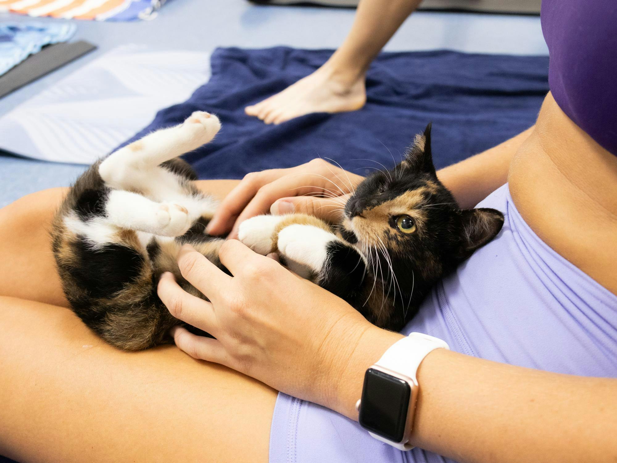 Kitten yoga classes hosted by the Humane Society of North Central Florida on Saturday, Aug. 29, 2026, in Gainesville, Fla.