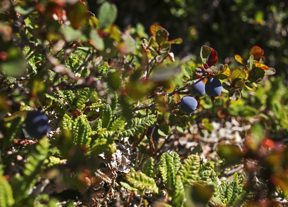 <p>Blueberry bush</p>