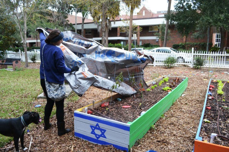 Paige Milch, a 22-year-old UF elementary education senior, removes tarps placed over plants to protect them from freezing temperatures overnight in the Grow Israel garden at UF Hillel.