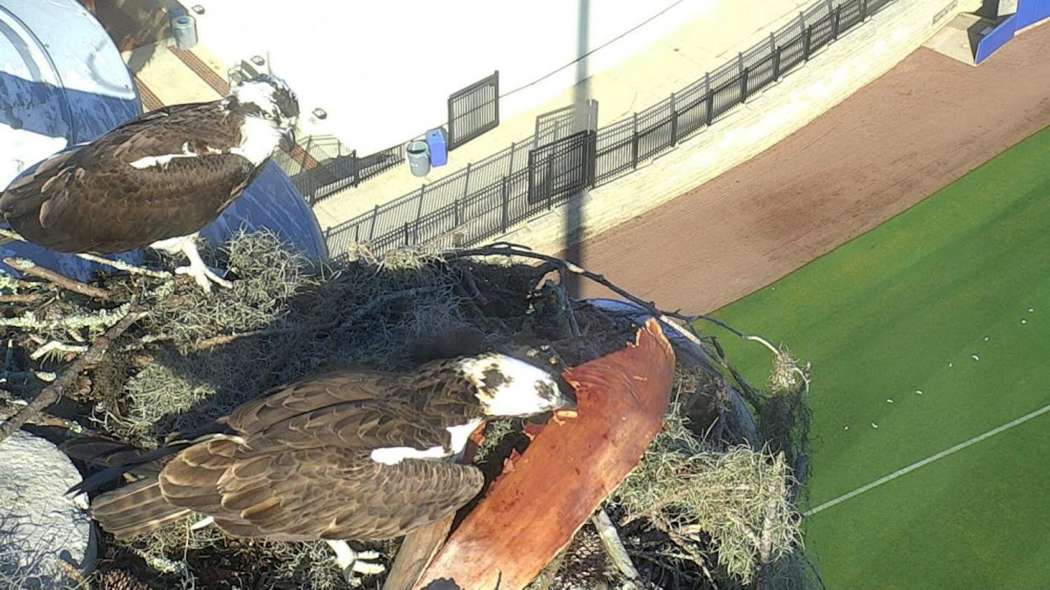 A pair of ospreys sit in their nest over UF’s Alfred A. McKethan Stadium at Perry Field. A live-stream of the birds, which are unnamed, is available on the Department of Wildlife Ecology and Conservation website.