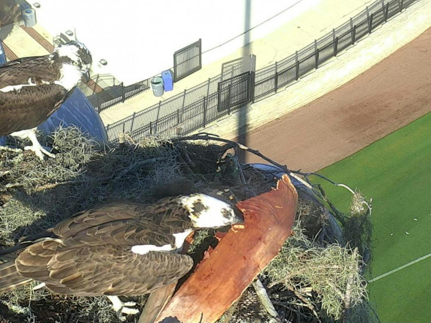 A pair of ospreys sit in their nest over UF’s Alfred A. McKethan Stadium at Perry Field. A live-stream of the birds, which are unnamed, is available on the Department of Wildlife Ecology and Conservation website.