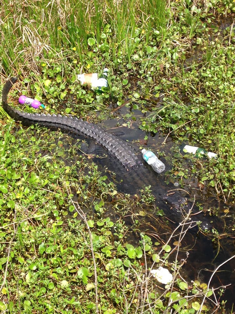 Empty bottles and other miscellaneous particles of garbage surround a six-foot Florida alligator as it suns itself besides the look out dock off of 441 on the Payne's Prairie Preserve State Park, Saturday April 18, 2015.