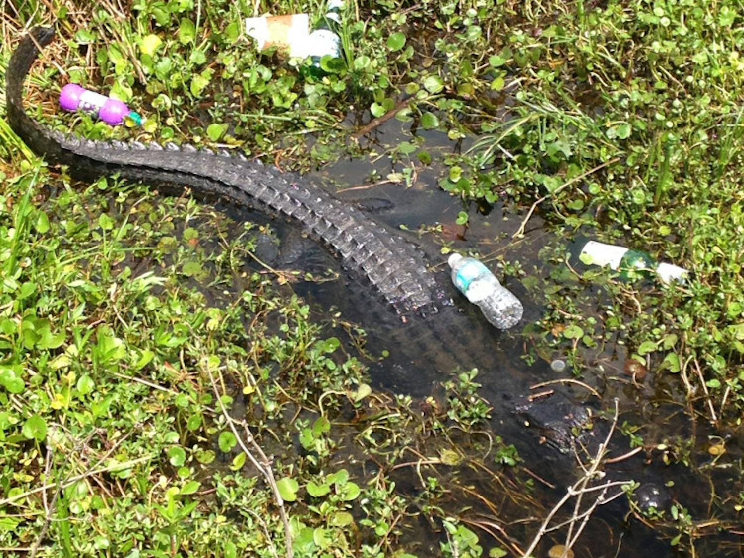 Empty bottles and other miscellaneous particles of garbage surround a six-foot Florida alligator as it suns itself besides the look out dock off of 441 on the Payne's Prairie Preserve State Park, Saturday April 18, 2015.