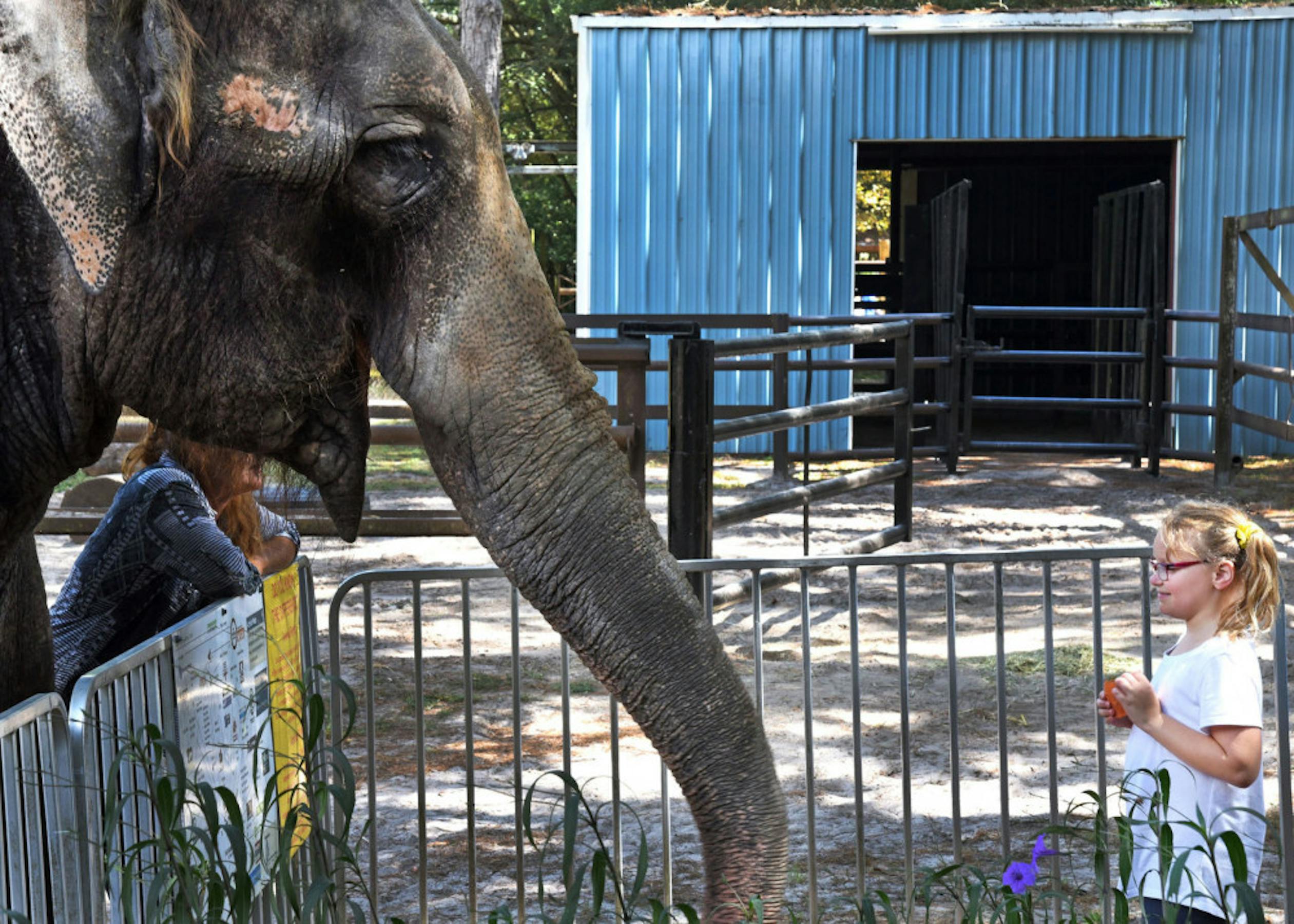 Williston celebrates Elephant Appreciation Day The Independent