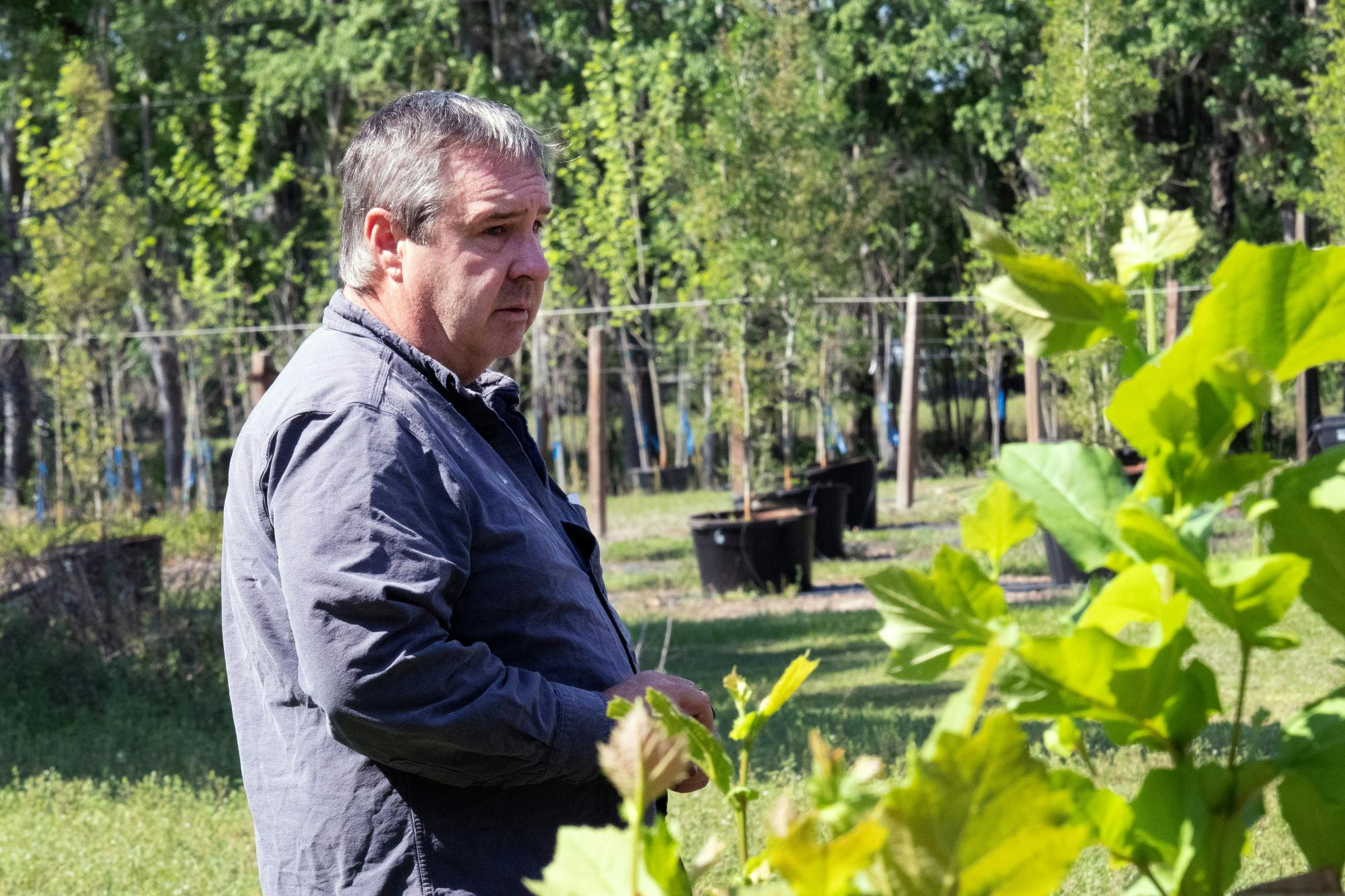 Chris Harchick, the senior agricultural assistant at UF, stands in the middle of his tree-planting IFAS research that tests the growth of oak and sycamore trees, Wednesday, March 29, 2023.