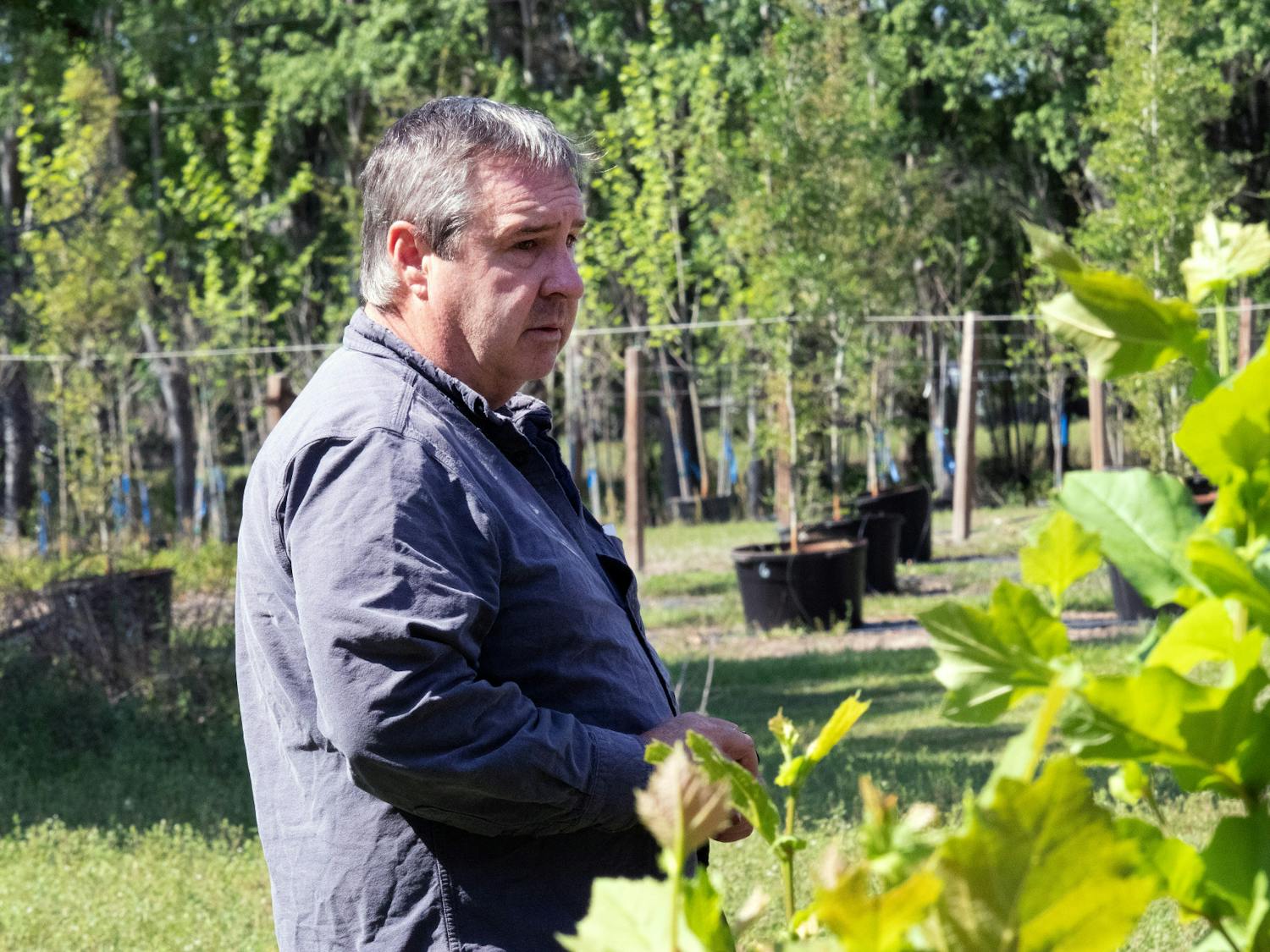 Chris Harchick, the senior agricultural assistant at UF, stands in the middle of his tree-planting IFAS research that tests the growth of oak and sycamore trees, Wednesday, March 29, 2023.