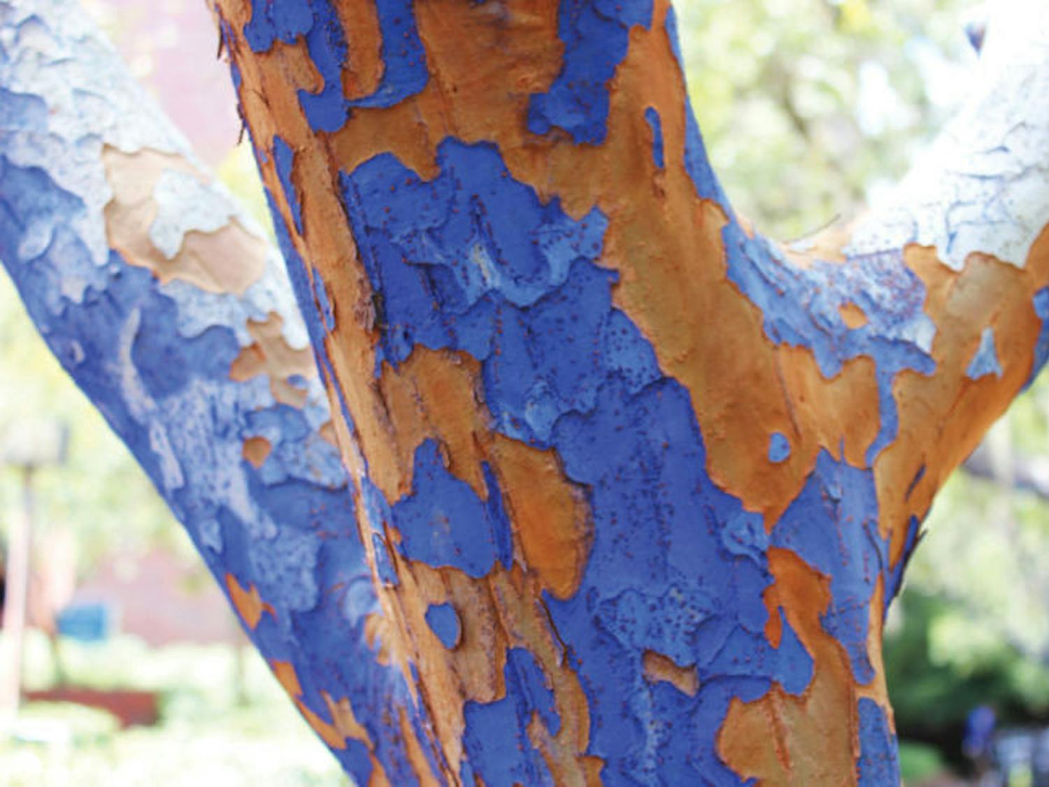 The environmentally friendly blue paint chips off the trees on Turlington Plaza on Tuesday afternoon. It has been coming off for months.