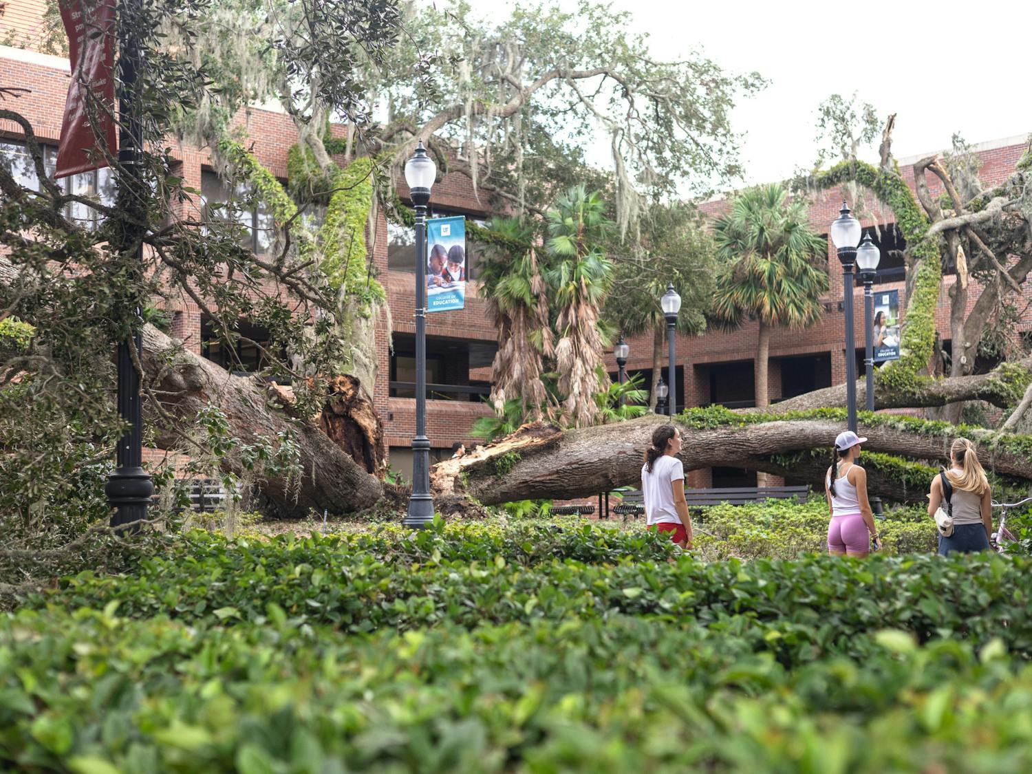 Three UF students examine the Norman Hall oak tree, lost to Hurricane Helene on Sept. 27, 2024.