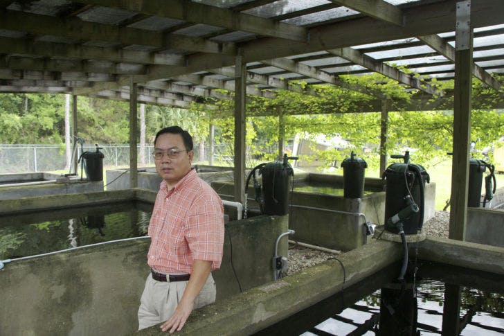 Peter Jiang, an entomologist with Gainesville Mosquito Control, stands next to the service’s stock of mosquito fish. The fish are used as a natural means of killing mosquito larvae.